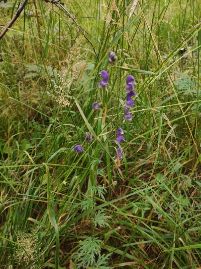 Aconitum baicalense, photographed by Юлия
