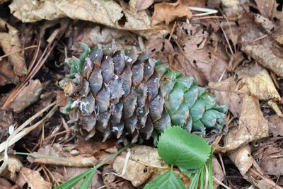 Pinus koraiensis, photographed by Nina Filippova