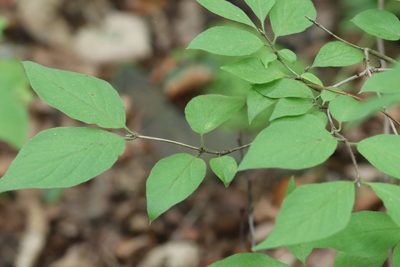 Lonicera chrysantha, photographed by Nina Filippova