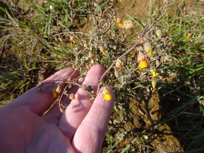Hermannia cuneifolia, photographed by Shaun Swanepoel
