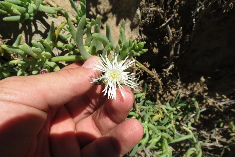 Mesembryanthemum rhizophorum, photographed by Brian du Preez