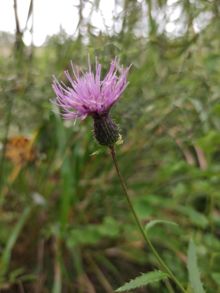 Cirsium serratuloides, photographed by Юлия