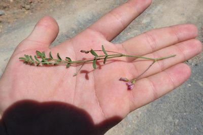 Lessertia annularis, photographed by Brian du Preez