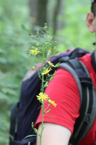 Lactuca triangulata, photographed by Nina Filippova
