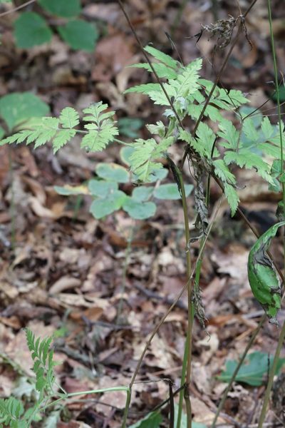 Osmorhiza aristata, photographed by Nina Filippova