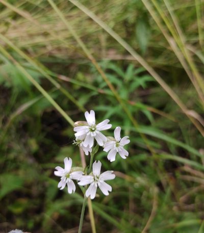 Silene samojedorum, photographed by Юлия