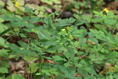 Chelidonium asiaticum, photographed by Nina Filippova