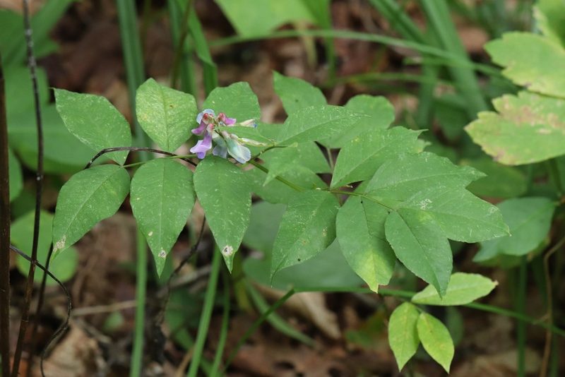 Vicia ramuliflora, photographed by Nina Filippova