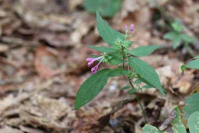 Melampyrum roseum, photographed by Nina Filippova