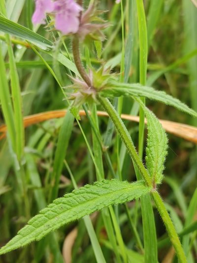 Stachys aspera, photographed by Юлия