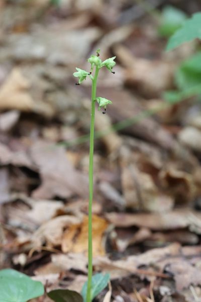 Pyrola japonica, photographed by Nina Filippova