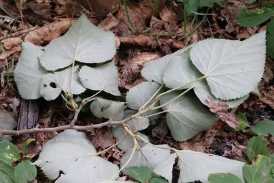 Tilia mandshurica, photographed by Nina Filippova