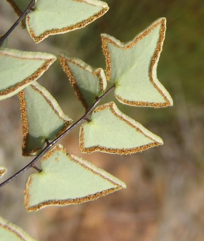 Choristosoria leucomelas, photographed by Nicola van Berkel