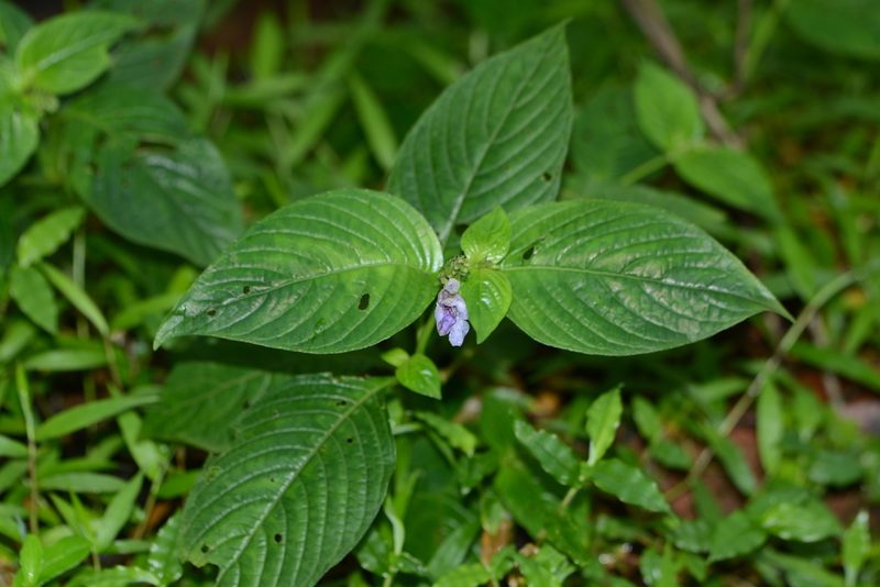 Asystasia dalzelliana, photographed by S.MORE