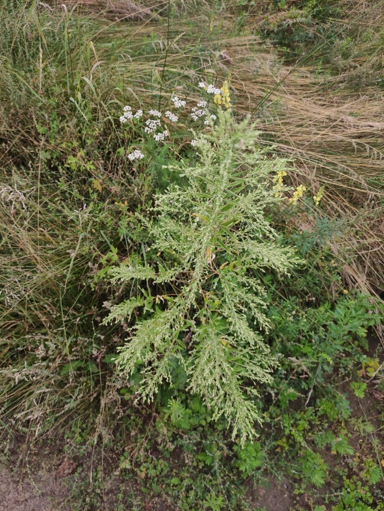 Axyris hybrida, photographed by Юлия