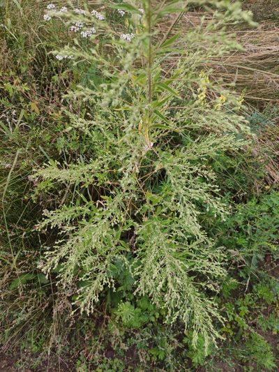 Axyris hybrida, photographed by Юлия