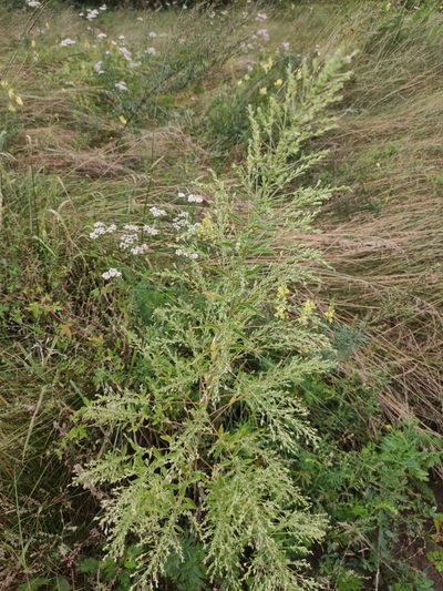 Axyris hybrida, photographed by Юлия