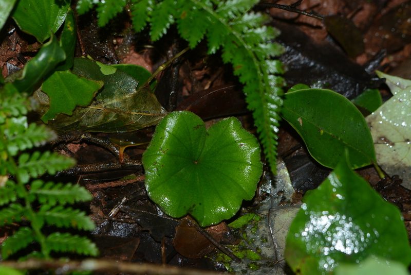 Nervilia simplex, photographed by S.MORE