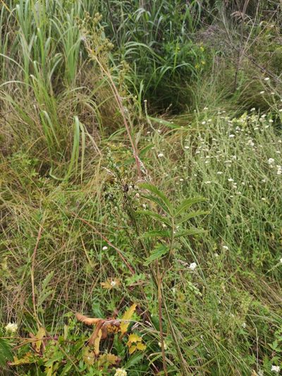 Potentilla tanacetifolia, photographed by Юлия
