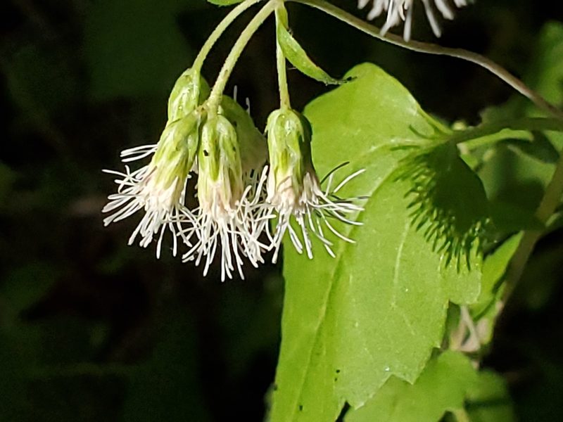 Brickelliastrum fendleri, photographed by Craig Martin