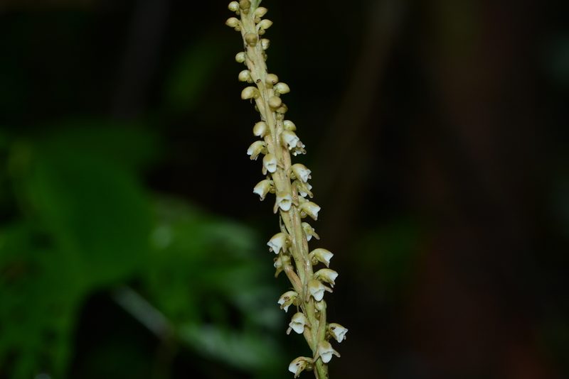 Peristylus plantagineus, photographed by S.MORE
