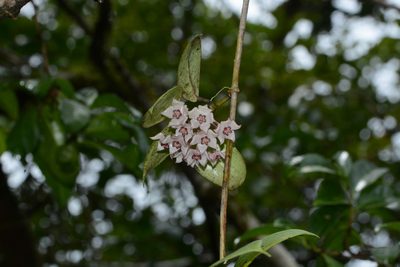 Hoya wightii, photographed by S.MORE