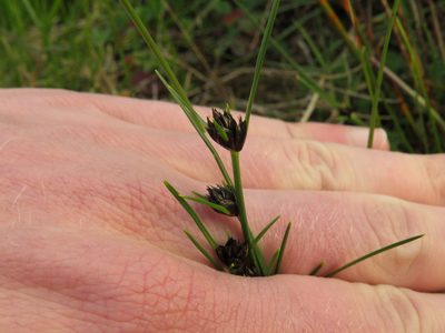 Ficinia indica, photographed by Jeremy Gilmore