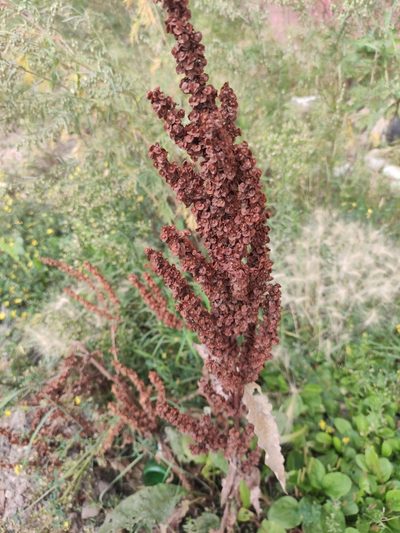 Rumex patientia, photographed by Юлия