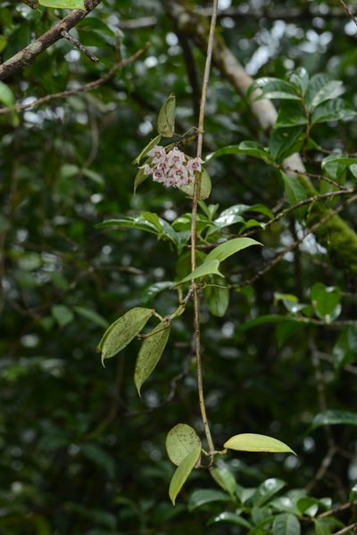 Hoya wightii, photographed by S.MORE