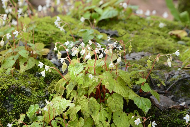 Begonia crenata, photographed by S.MORE