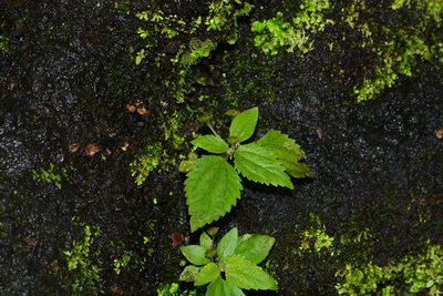 Lecanthus peduncularis, photographed by S.MORE