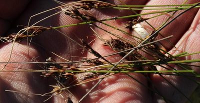 Schoenus prophyllus, photographed by Tony Rebelo