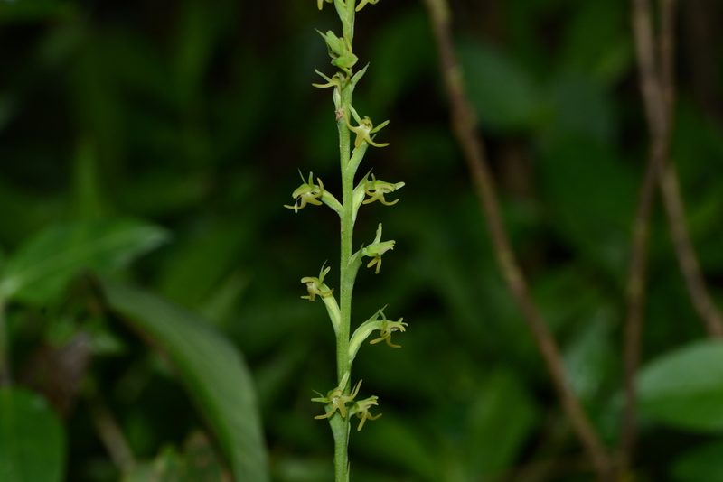 Peristylus densus, photographed by S.MORE