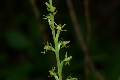 Peristylus densus, photographed by S.MORE