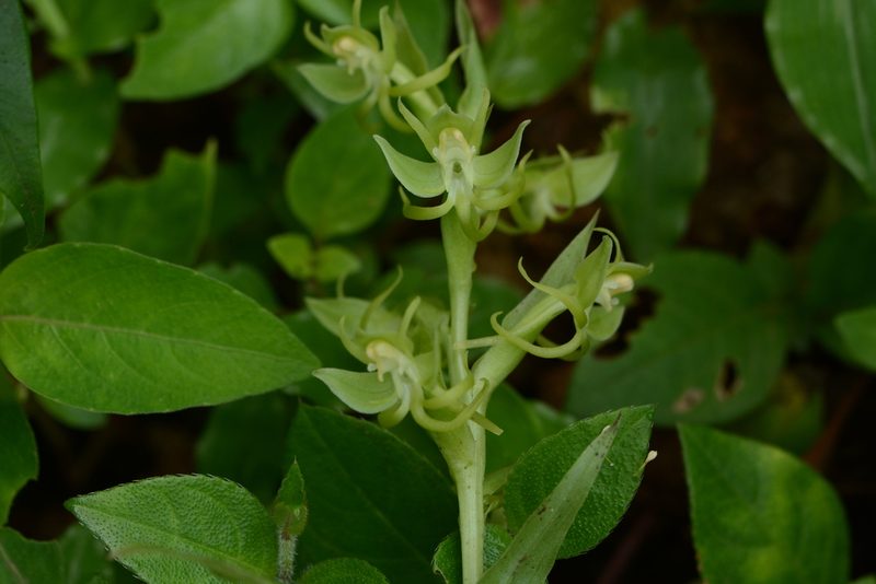 Habenaria digitata, photographed by S.MORE