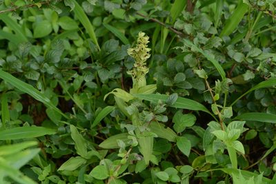 Habenaria digitata, photographed by S.MORE