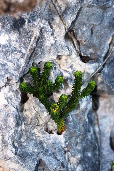 Erica pulvinata, photographed by Tony Rebelo