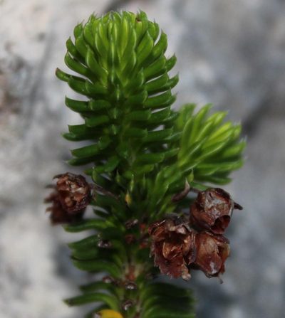 Erica pulvinata, photographed by Tony Rebelo