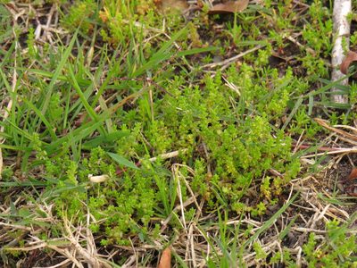 Crassula thunbergiana, photographed by Jeremy Gilmore