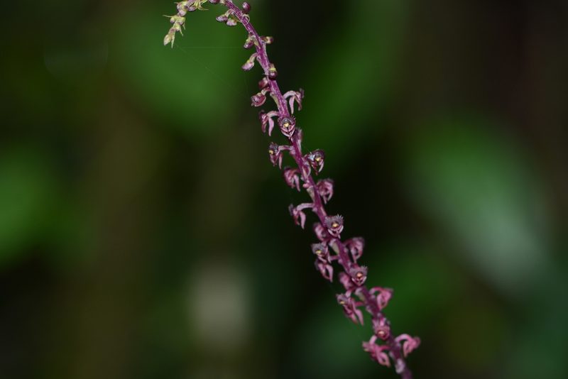 Crepidium versicolor, photographed by S.MORE
