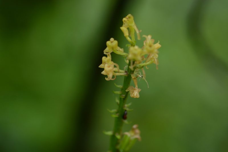 Liparis odorata, photographed by S.MORE