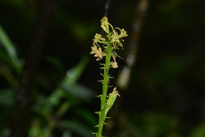 Liparis odorata, photographed by S.MORE