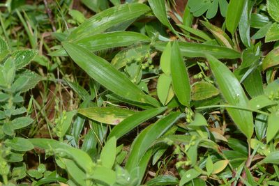 Paspalum canarae, photographed by S.MORE