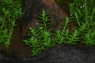 Rotala malampuzhensis, photographed by S.MORE