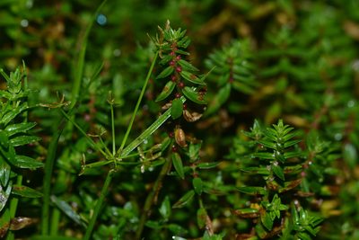 Rotala malampuzhensis, photographed by S.MORE