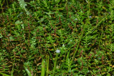 Rotala malampuzhensis, photographed by S.MORE