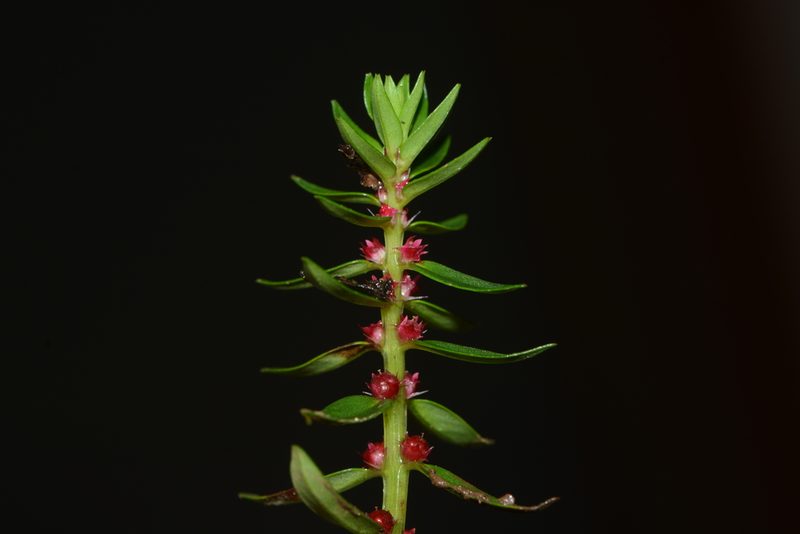 Rotala malampuzhensis, photographed by S.MORE