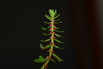 Rotala malampuzhensis, photographed by S.MORE