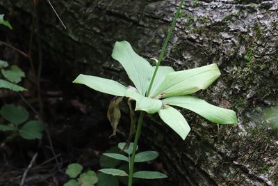 Lilium distichum, photographed by Nina Filippova