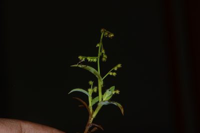 Paspalum canarae, photographed by S.MORE